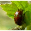 Adalia decempunctata (Linnaeus, 1758) Biedronka dziesięciokropka
